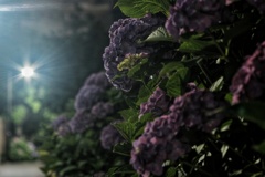 夜中の紫陽花