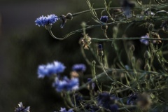 明け方の矢車菊