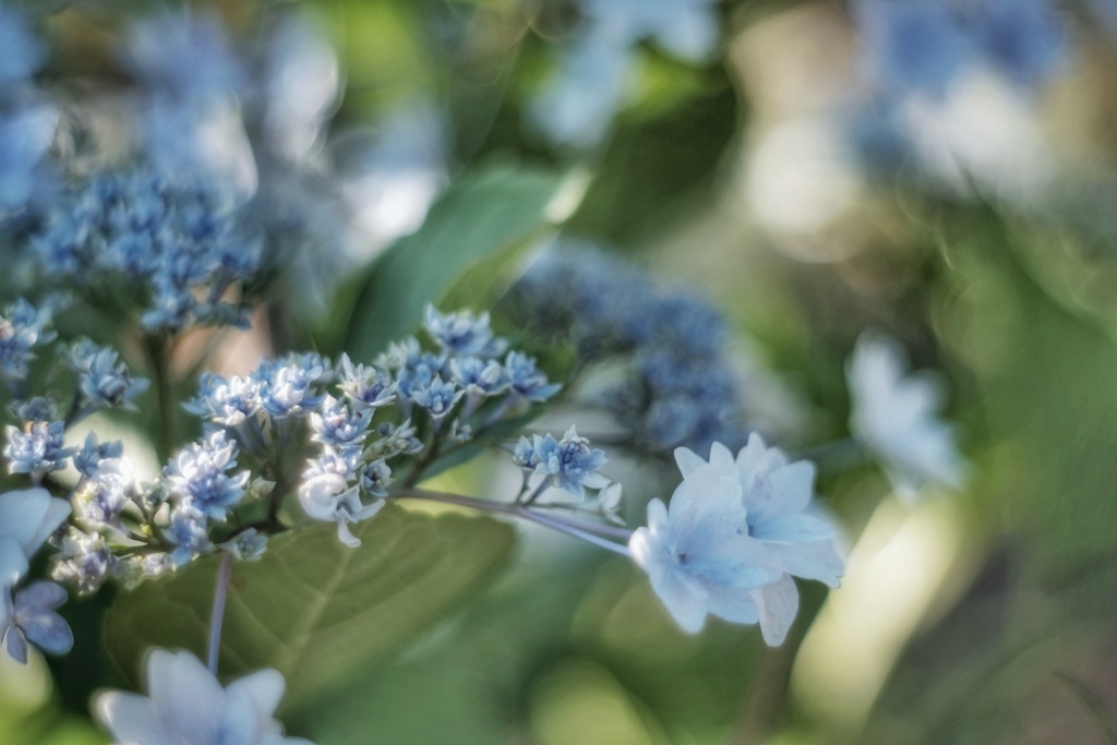 額紫陽花