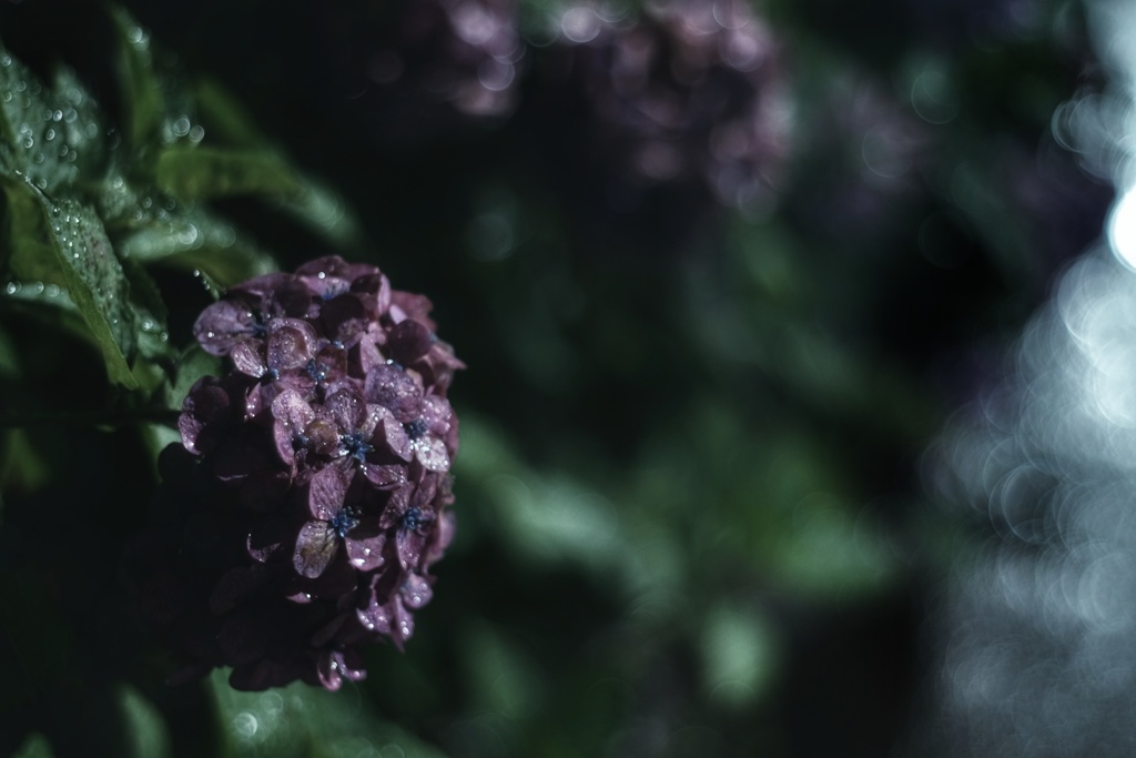 真夜中 雨 紫陽花