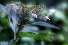 真夜中の額紫陽花
