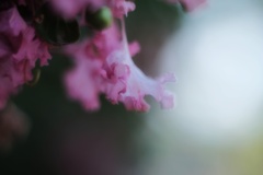 百日紅
