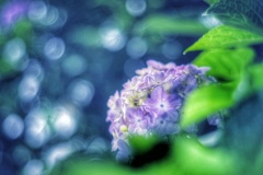 真夜中の紫陽花