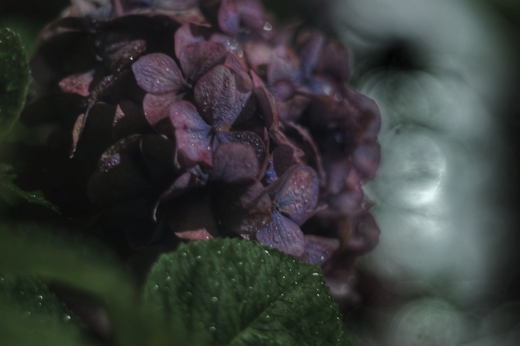 真夜中 雨 紫陽花