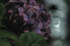 真夜中 雨 紫陽花
