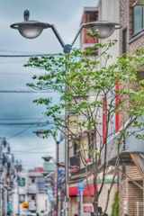 商店街の花水木