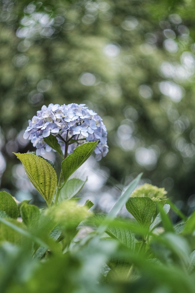 紫陽花