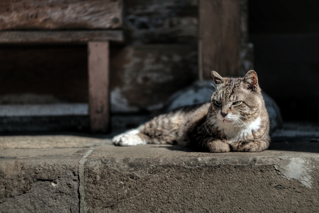 目つきはこれだけれどくつろいではいるようだ