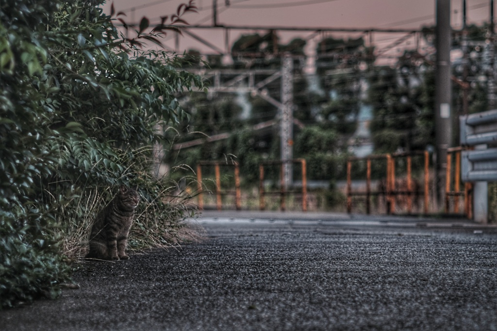 浜川崎 貨物駅 猫