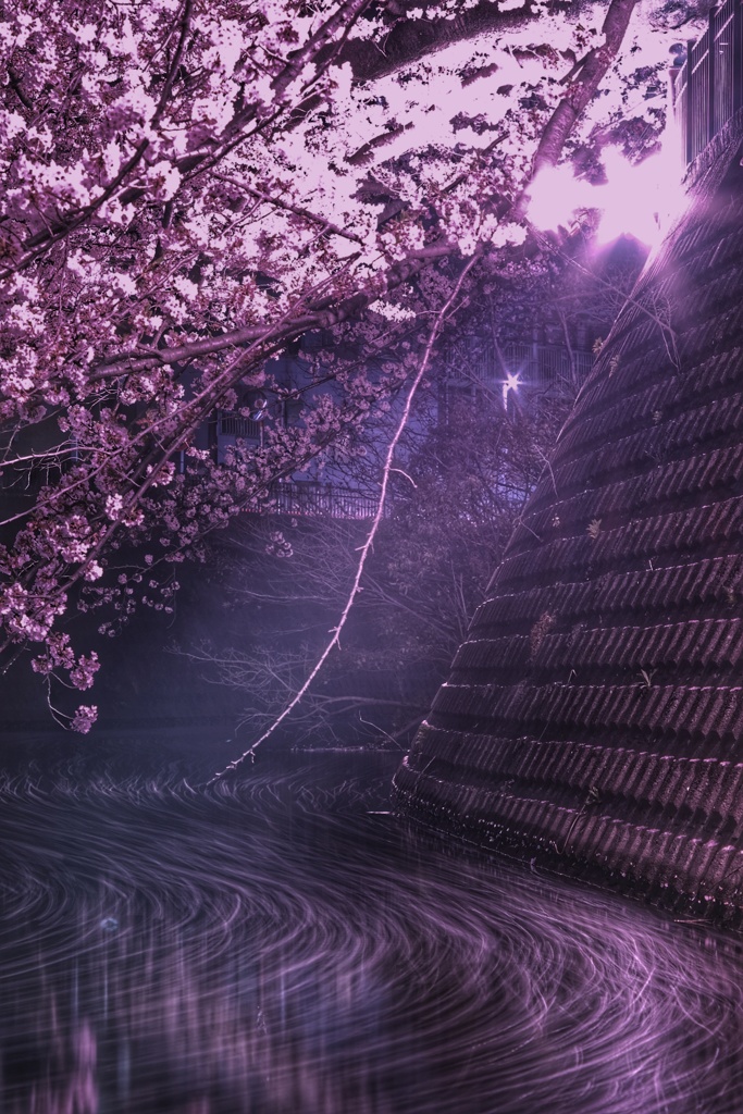 弘明寺さくら橋階段下の大岡川夜桜