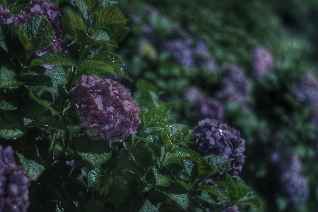 真夜中 雨 紫陽花