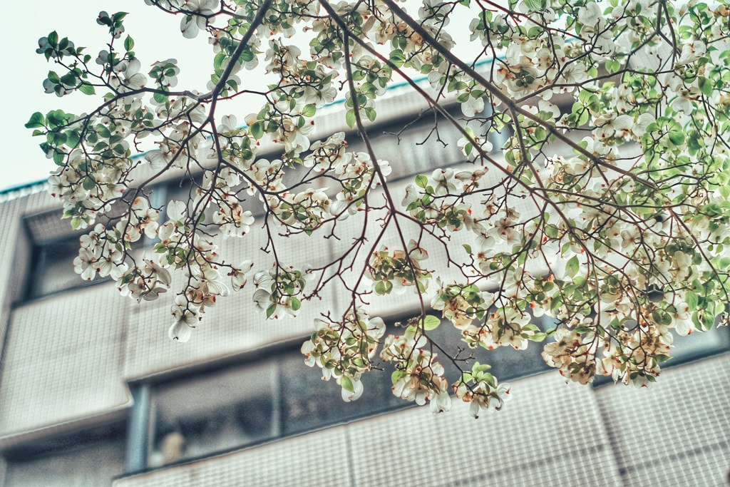 スーパーを出て見上げればこんな花水木