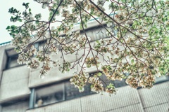 スーパーを出て見上げればこんな花水木