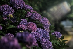 夜中の紫陽花