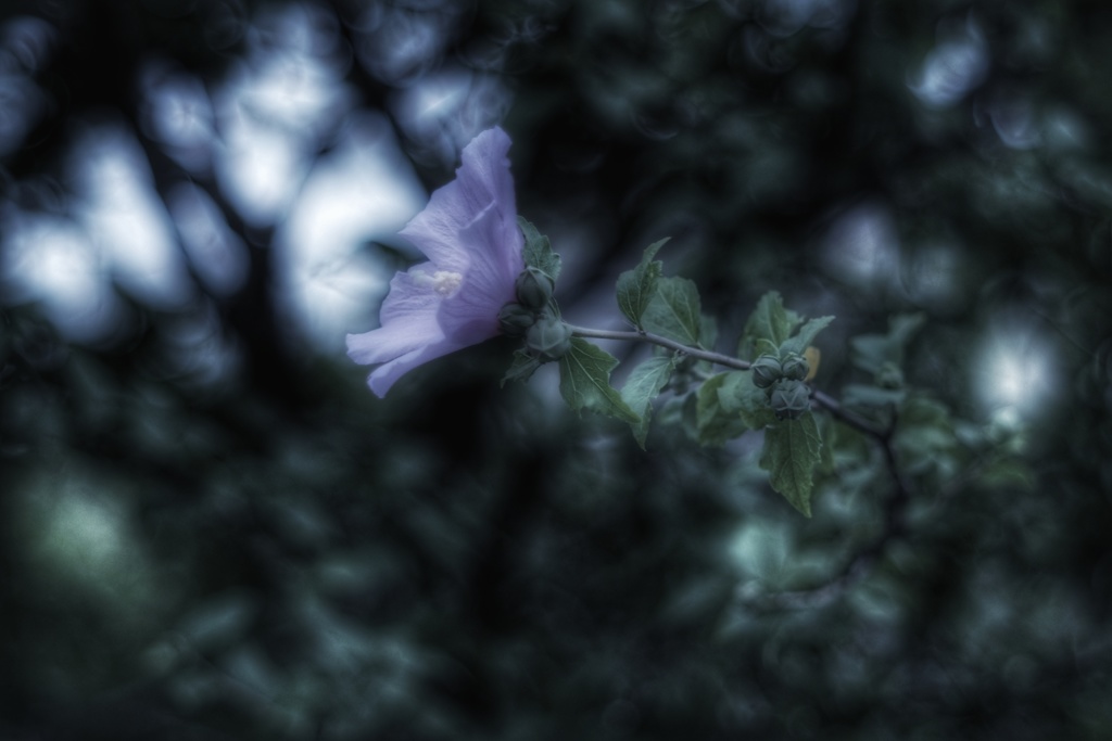 木槿