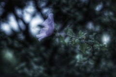 木槿