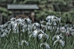 花菖蒲