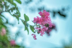 百日紅