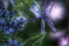 額紫陽花