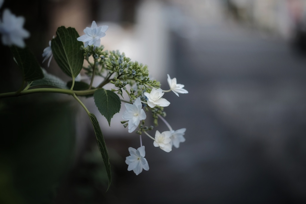 道端の額紫陽花