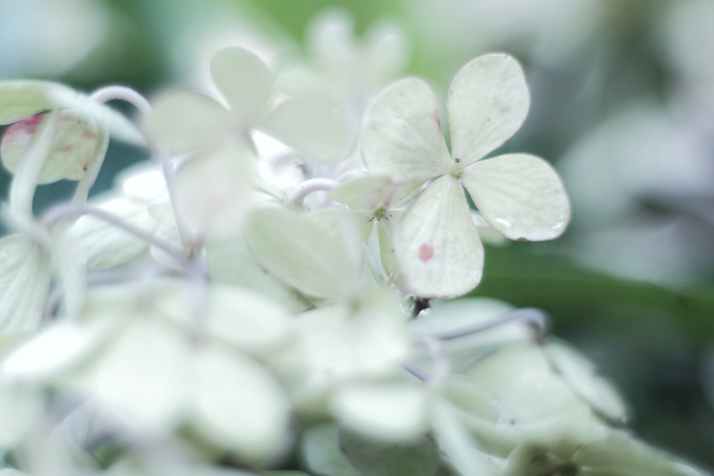 枯紫陽花