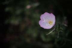 ヒルザキツキミソウ