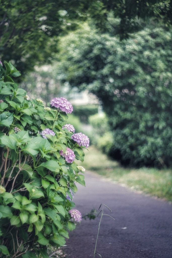 紫陽花の咲く遊歩道