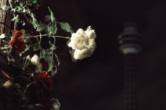 真夜中のバラとマリンタワー