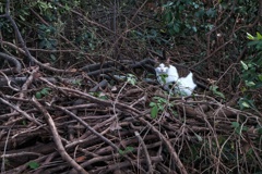 扇町緑地の猫