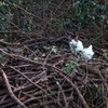 扇町緑地の猫