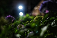 真夜中の紫陽花