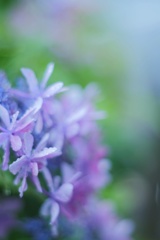 額紫陽花