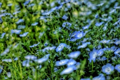 昭和の日の昭和記念公園のネモフィラ