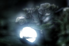 真夜中の額紫陽花