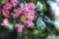 百日紅