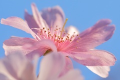 冬に咲く桜