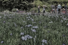 Yokosuka Iris Garden