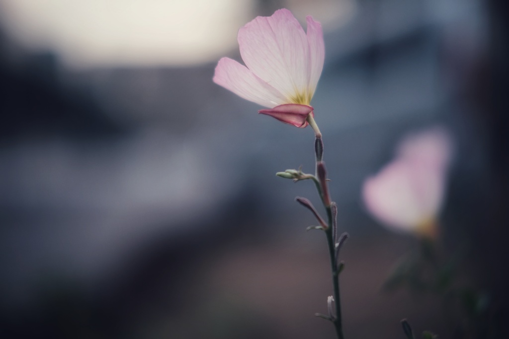 ヒルザキツキミソウ