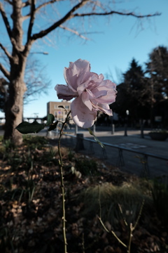 凛々しく、立ち続ける