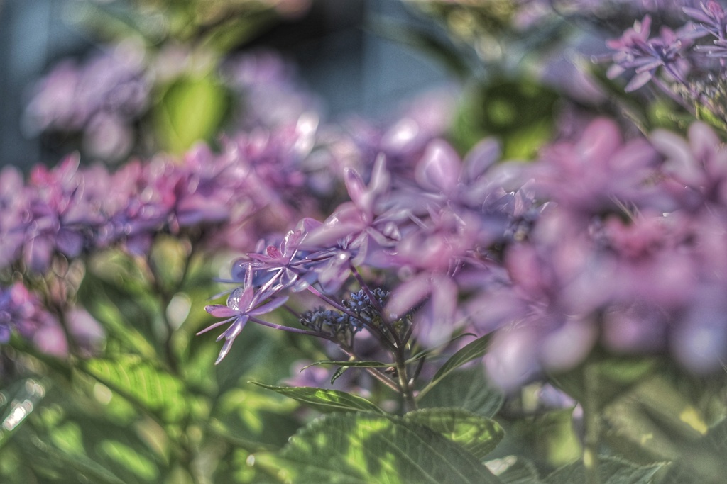 額紫陽花