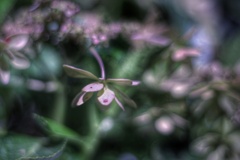 夜中の枯紫陽花