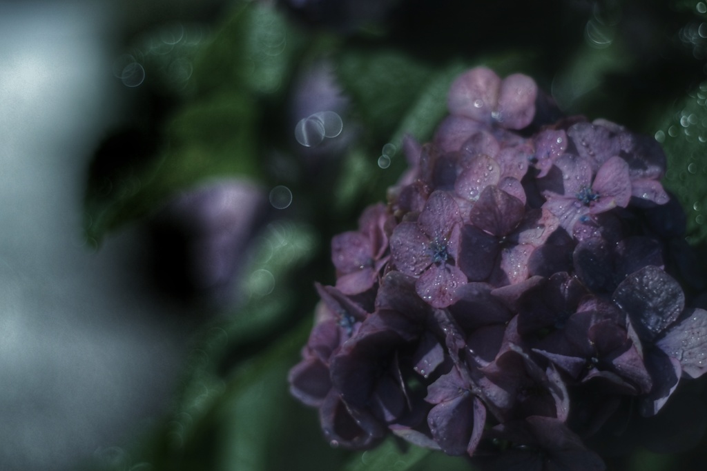 真夜中 雨 紫陽花