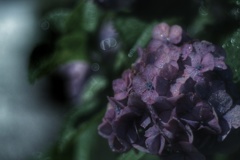 真夜中 雨 紫陽花