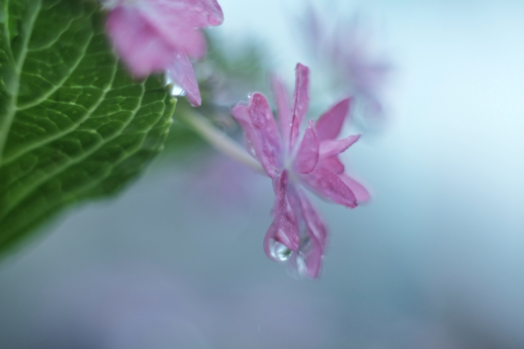 額紫陽花