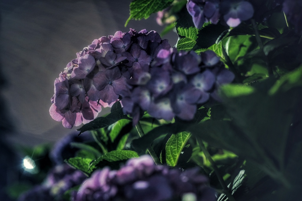 真夜中の紫陽花