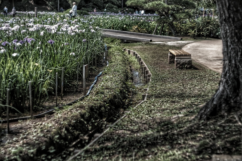 Yokosuka Iris Garden