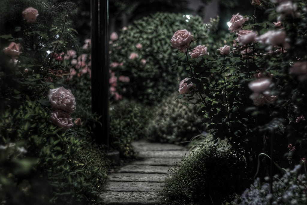 夜更けの港の見える丘公園 イングリッシュローズガーデン