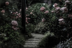 夜更けの港の見える丘公園 イングリッシュローズガーデン