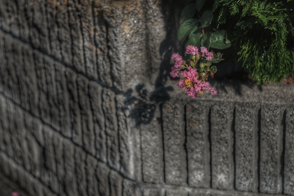 百日紅