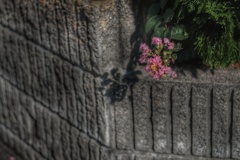 百日紅